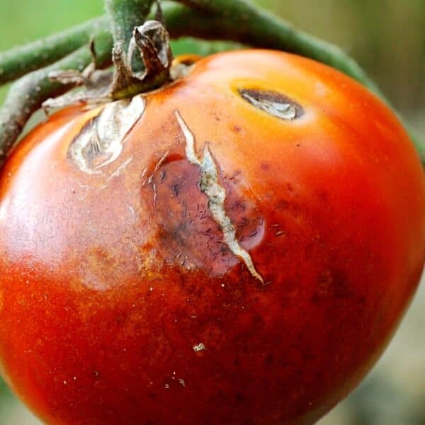 Luttez efficacement contre la maladie fongique de la tomate avec ces 3 remèdes antifongiques naturels pour vos plantes