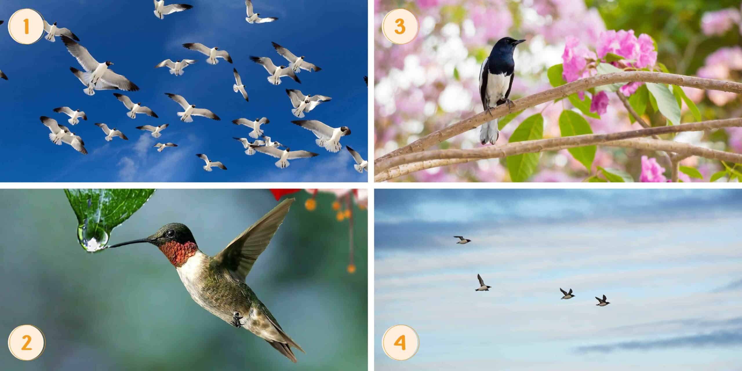 Test de personnalité : Révélez la vérité cachée de votre existence en choisissant parmi ces 4 oiseaux !