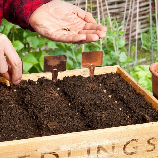 Que semer en septembre pour un potager florissant ?