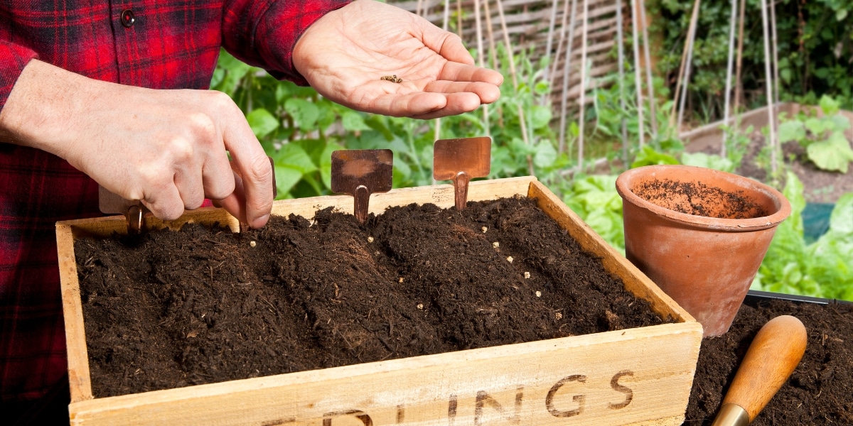 Que semer en septembre pour un potager florissant ?