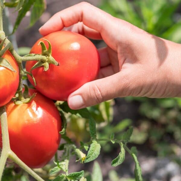 Astuces de jardinage : les secrets pour bien s’occuper de ses tomates en fin de saison