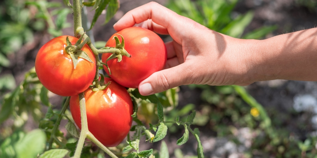 Astuces de jardinage : les secrets pour bien s’occuper de ses tomates en fin de saison