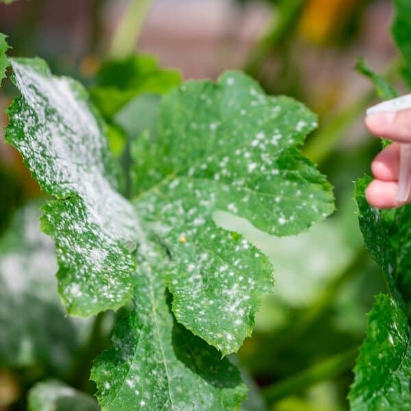 Comment traiter l'oïdium au naturel ?