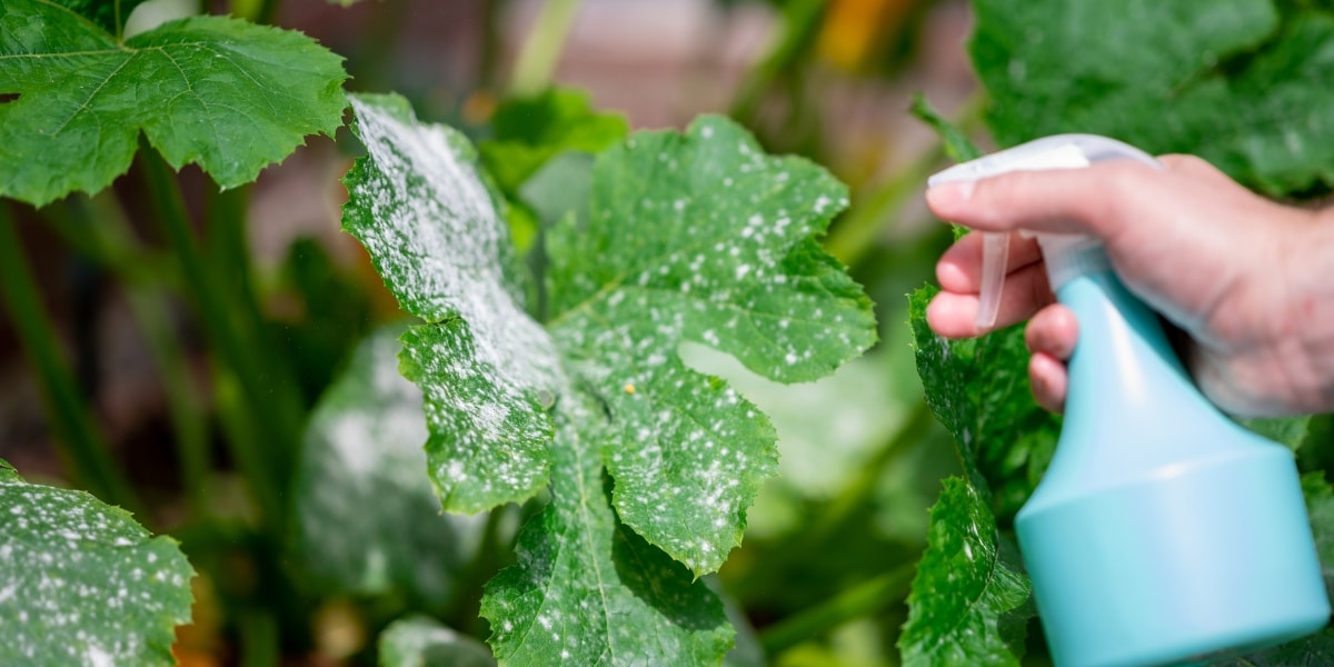 Comment traiter l'oïdium au naturel ?