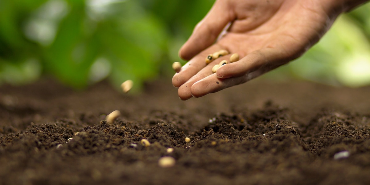 Les secrets pour semer du gazon avec succès en automne !