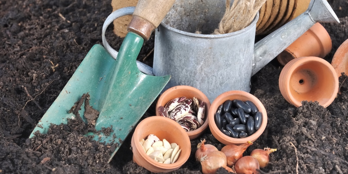 4 conseils pour semer un potager réussi en automne !